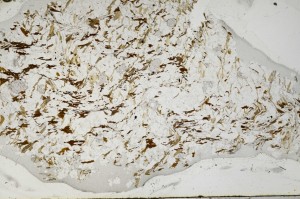 Plane Polarized, S63841