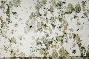 Plane Polarized, S63857