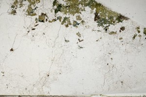 Plane Polarized, S63860