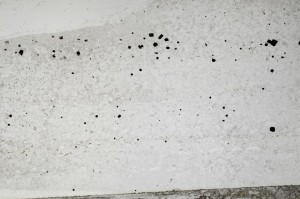 Plane Polarized, S64065