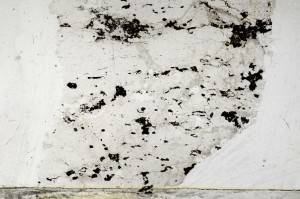 Plane Polarized, S64071