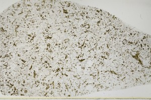 Plane Polarized, S64136