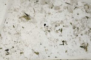 Plane Polarized, S64139