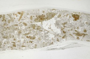 Plane Polarized, S64221