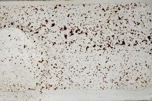 Plane Polarized, S64352
