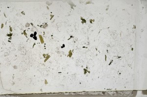 Plane Polarized, S64368/A