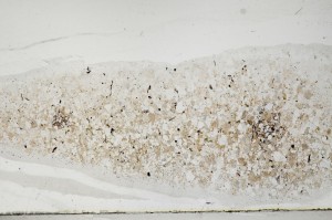 Plane Polarized, S64411