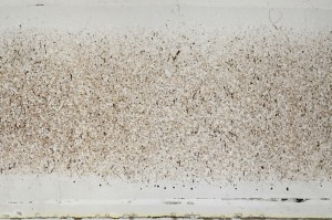 Plane Polarized, S64415