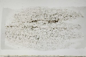 Plane Polarized, S64433