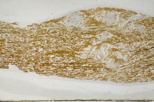 Plane Polarized, S64512
