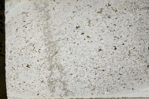 Plane Polarized, S64525