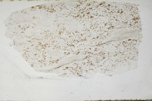Plane Polarized, S64532