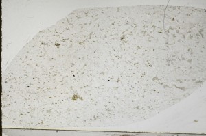 Plane Polarized, S64537