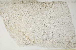 Plane Polarized, S64595