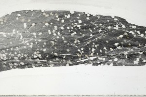 Plane Polarized, S64793