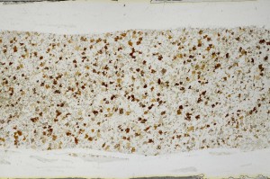 Plane Polarized, S64801