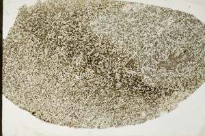 Plane Polarized, S64933