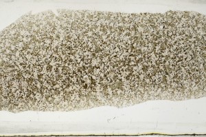 Plane Polarized, S64951