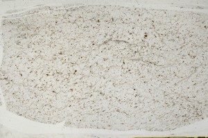 Plane Polarized, S64966