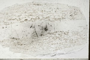 Plane Polarized, S65006