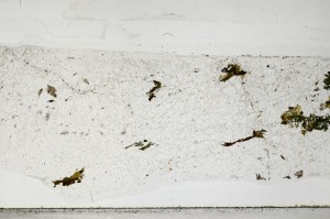 Plane Polarized, S65112