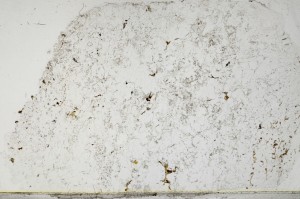 Plane Polarized, S65121