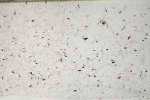 Plane Polarized, S65129