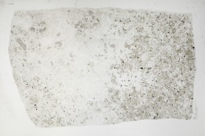 Plane Polarized, S65173/A