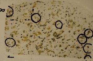 Plane Polarized, S65209