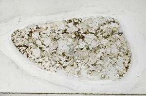 Plane Polarized, S65235