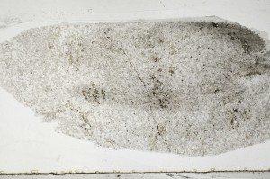 Plane Polarized, S65273