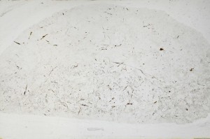 Plane Polarized, S65274