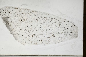 Plane Polarized, S65280