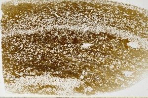 Plane Polarized, S65285