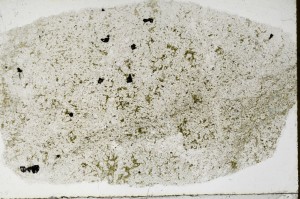 Plane Polarized, S65289