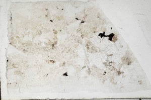 Plane Polarized, S65324