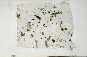 Plane Polarized, S65325