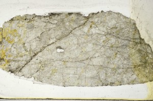 Plane Polarized, S65454