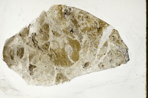 Plane Polarized, S65455