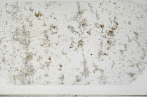 Plane Polarized, S65486
