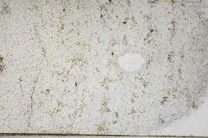 Plane Polarized, S65517