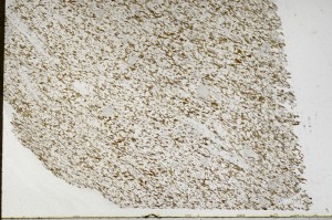 Plane Polarized, S65522