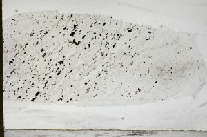 Plane Polarized, S65587