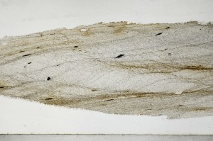 Plane Polarized, S65632