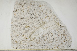 Plane Polarized, S65674