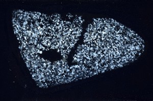 Cross Polarized, S65675