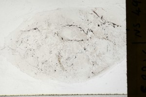 Plane Polarized, S65680