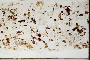 Plane Polarized, S65786
