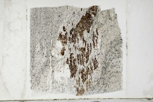 Plane Polarized, S65889