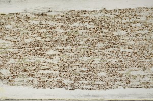 Plane Polarized, S65960